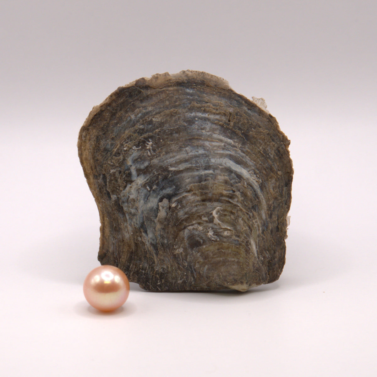 BOGO 9-12mm Edison Pearl Reveal