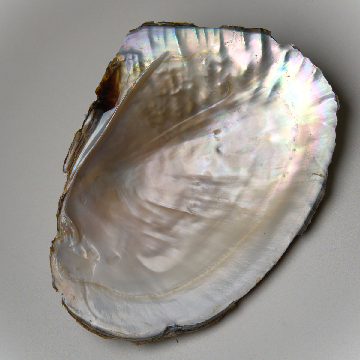Monster Oyster Pearl Reveal