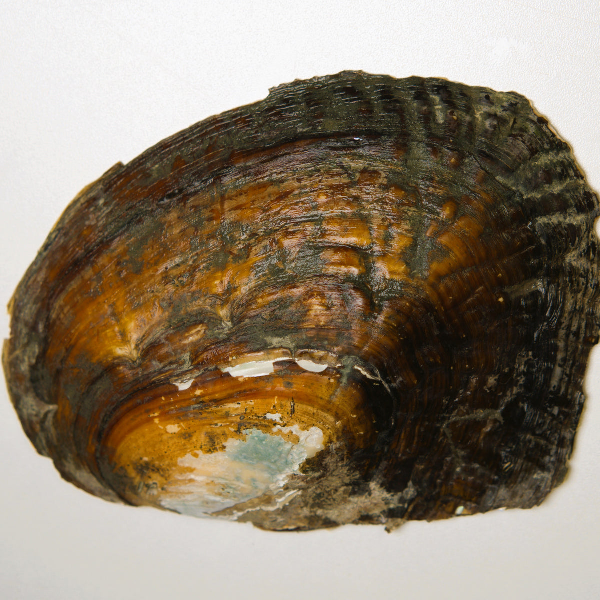 Monster Oyster Pearl Reveal