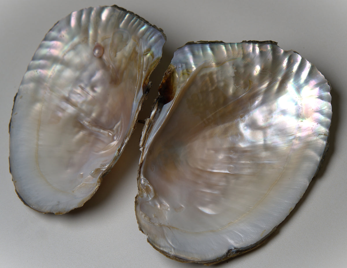 Monster Oyster Pearl Reveal