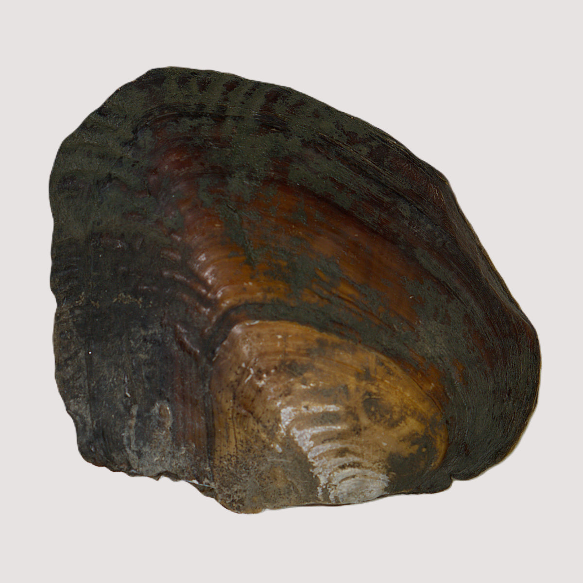 Monster Oyster Pearl Reveal