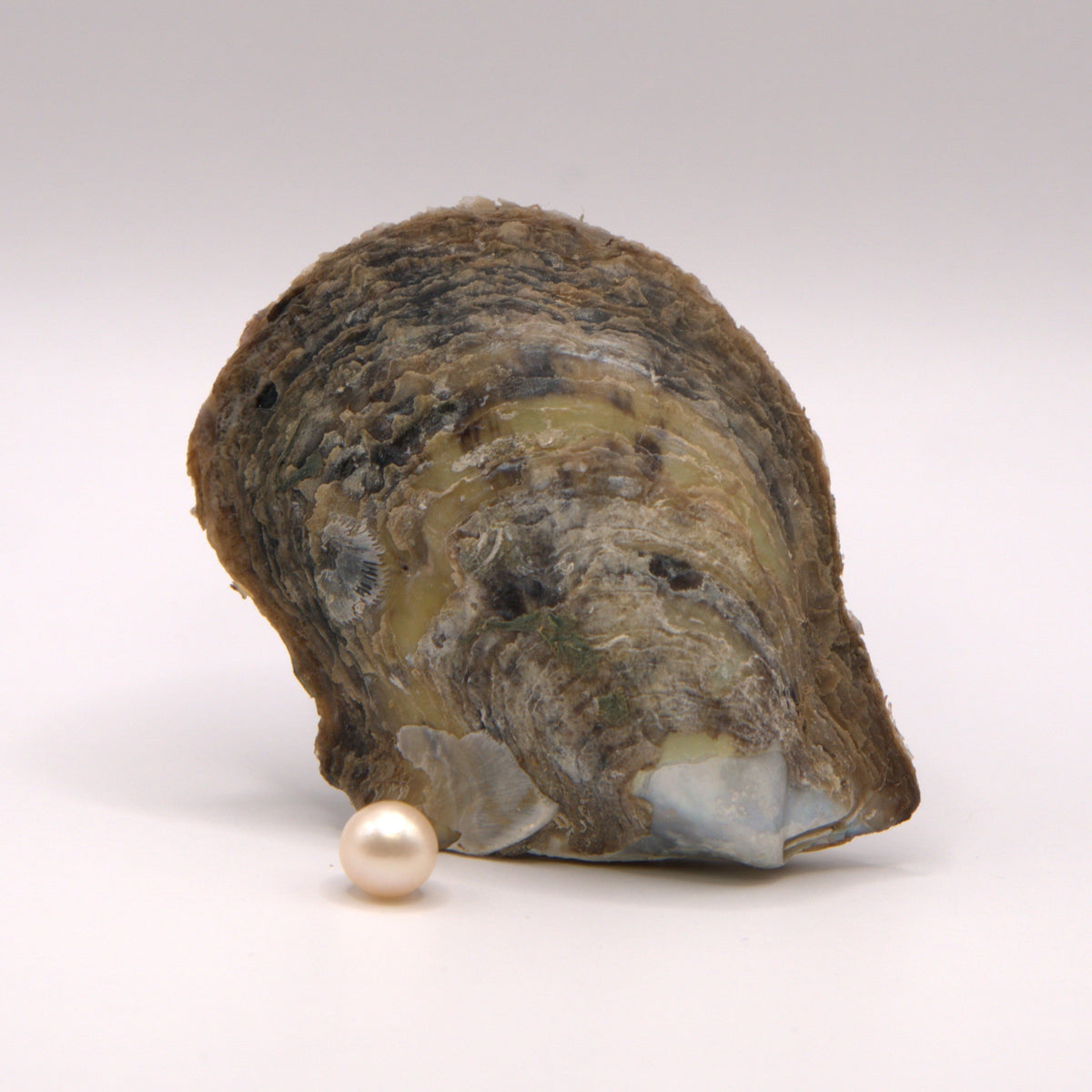 BOGO 7-8mm Pearl Reveal
