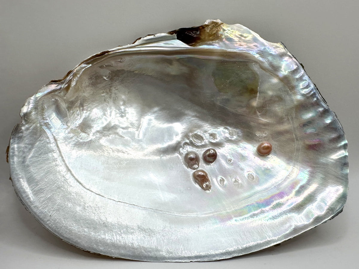 Monster Oyster Pearl Reveal
